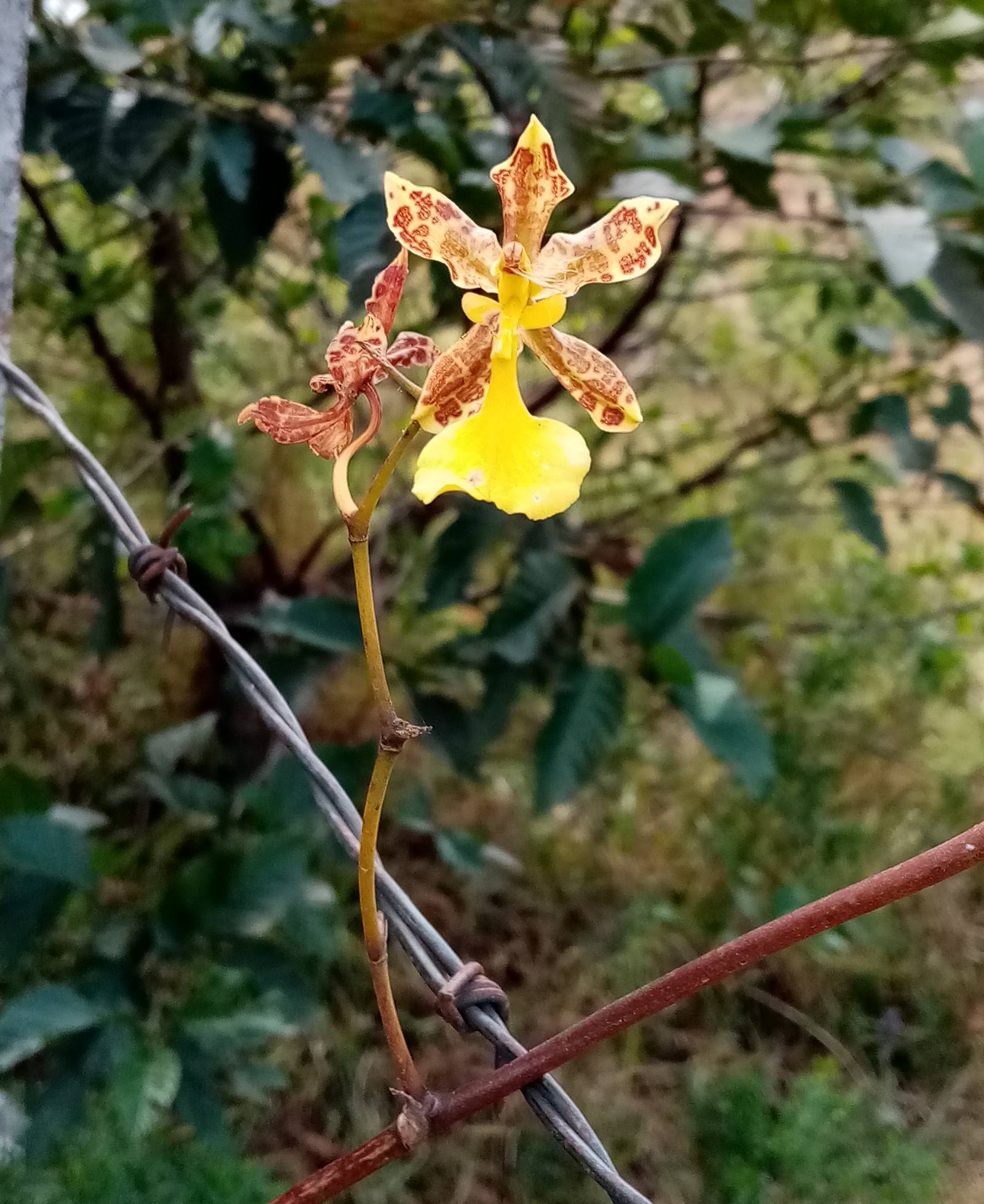 Oncidium tigrinum var. anguiculatum